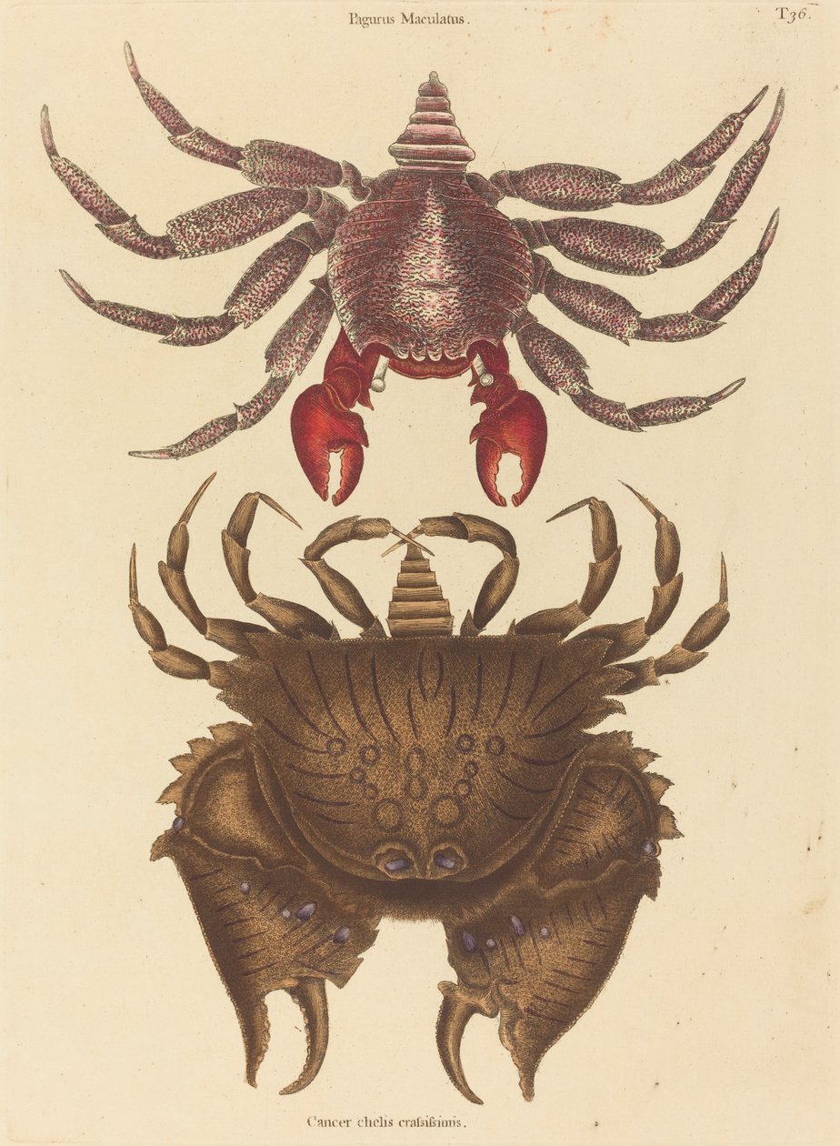 Granchio roccioso maculato rosso Cancer grapsus, pubblicato 1731-1743 da Mark Catesby