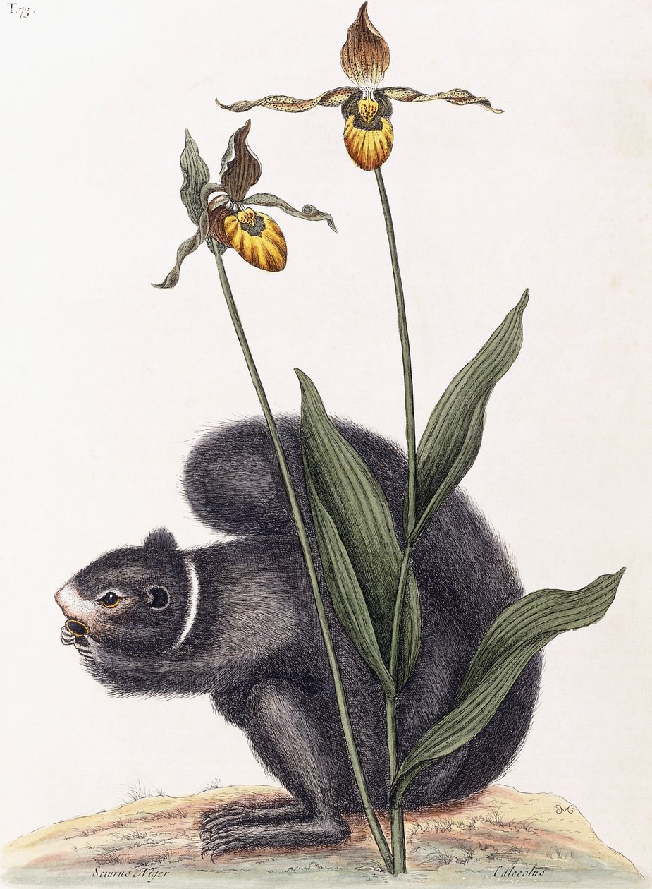 Sciurus Niger da Mark Catesby