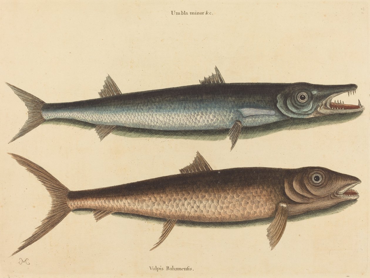 Il Barracuda (Esox barracuda) da Mark Catesby