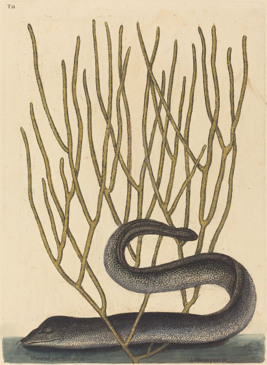 La murena nera (Muraenae helenae varietas) da Mark Catesby