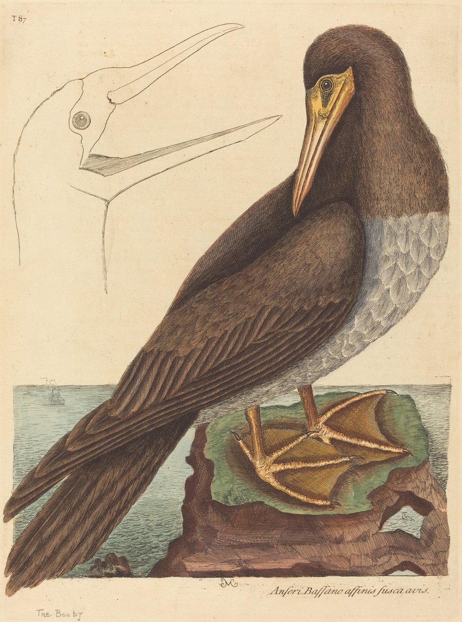 La Sula (Pelecanus Sula) da Mark Catesby