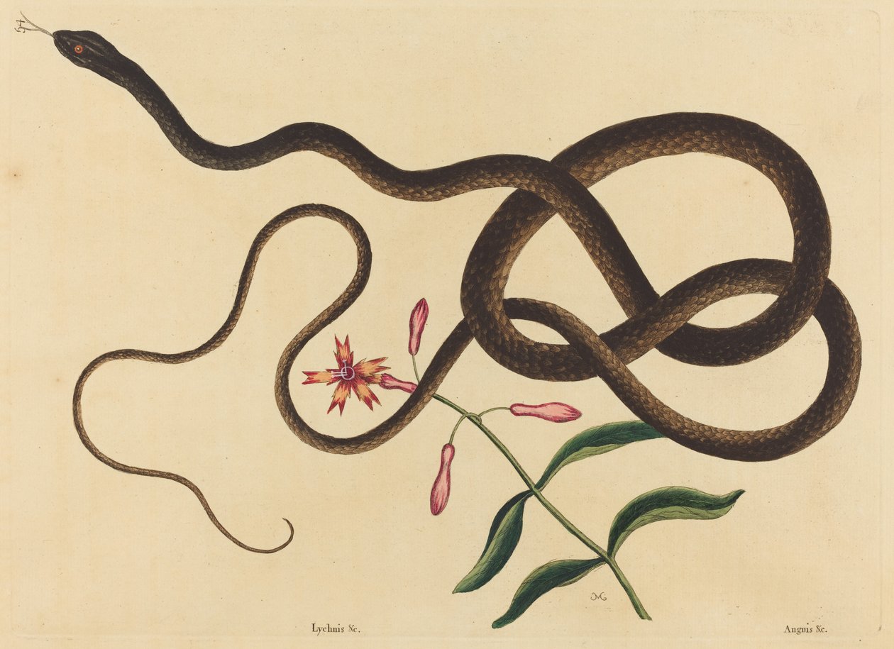 Il Serpente Frustino (Coluber flagellum) da Mark Catesby
