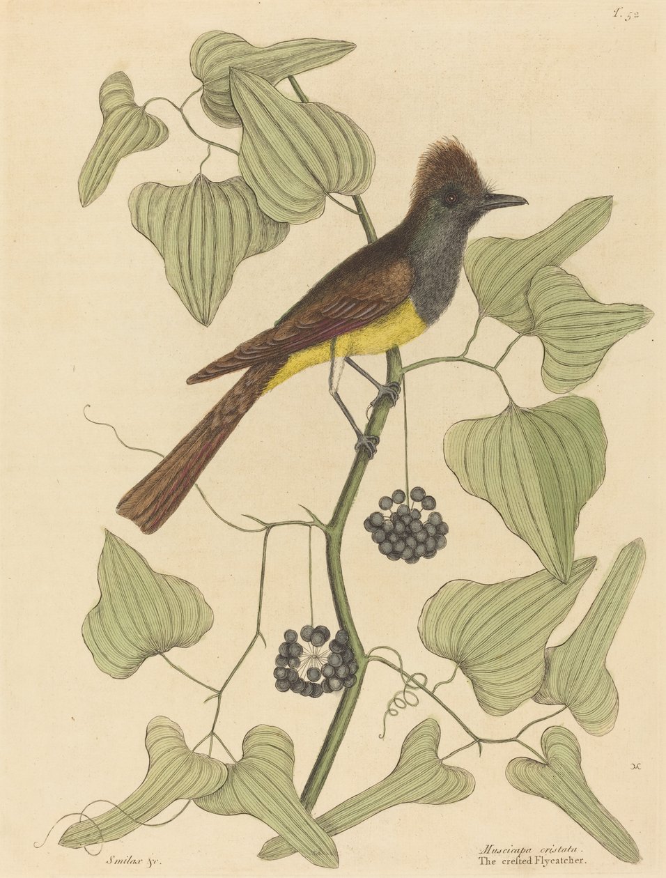 Il pigliamosche crestato (Muscicapa cristata) da Mark Catesby