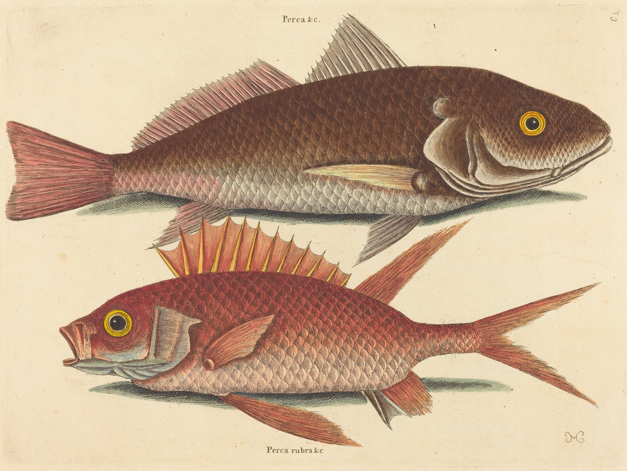 Il Croker Perca undulata da Mark Catesby