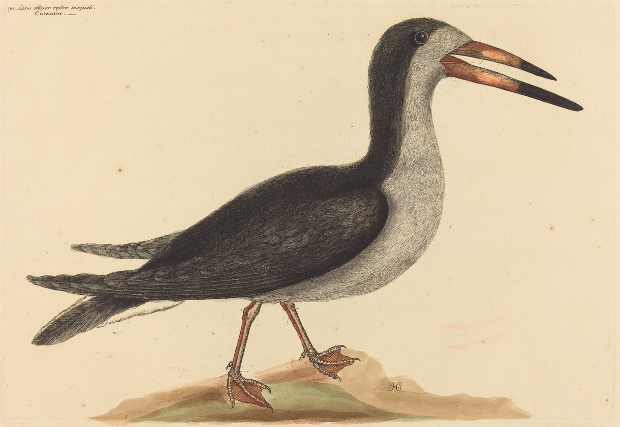 Il tagliacqua (Rhynchops nigra) da Mark Catesby