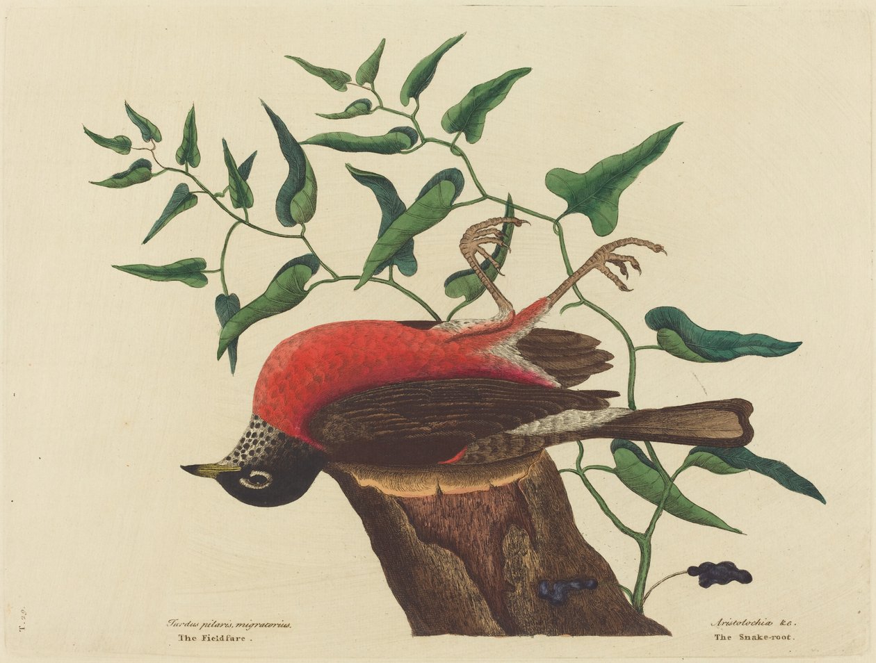 Il tordo di Carolina (Turdus migratorius) da Mark Catesby