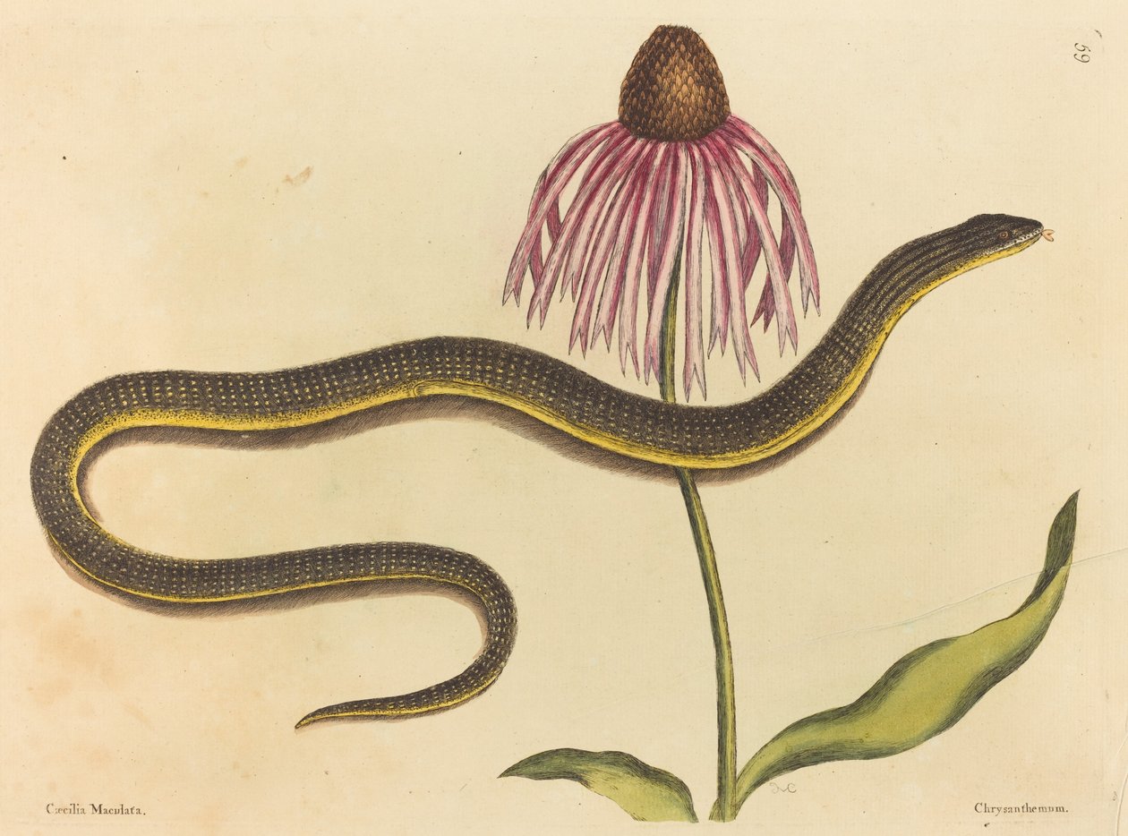 Il Serpente di Vetro (Anguis ventralis) da Mark Catesby
