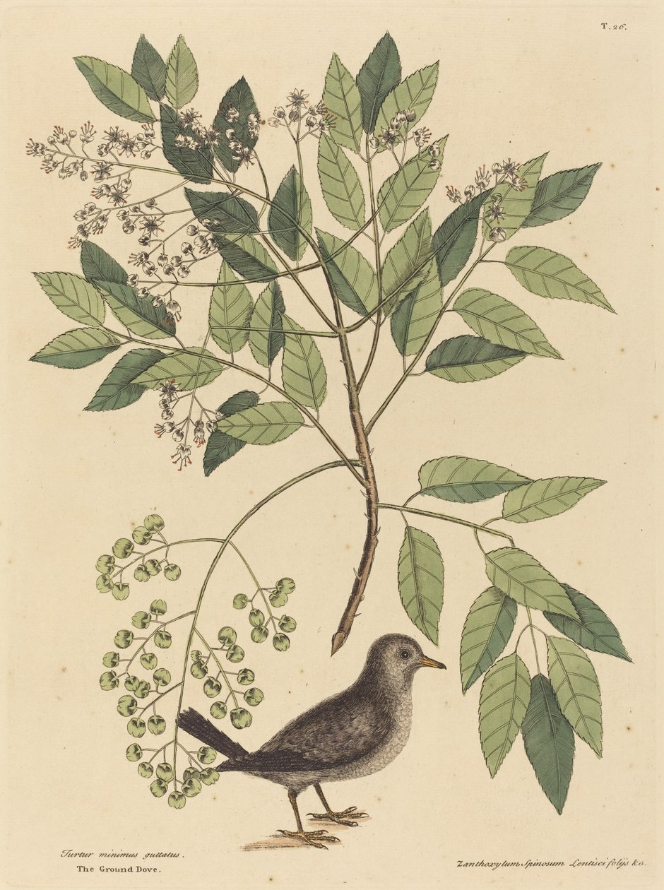 La colomba terricola (Columba passerina) da Mark Catesby
