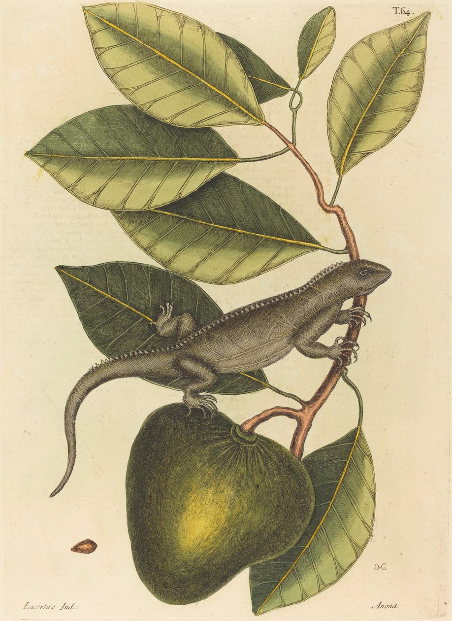 La Guana Lacerta Iguana da Mark Catesby