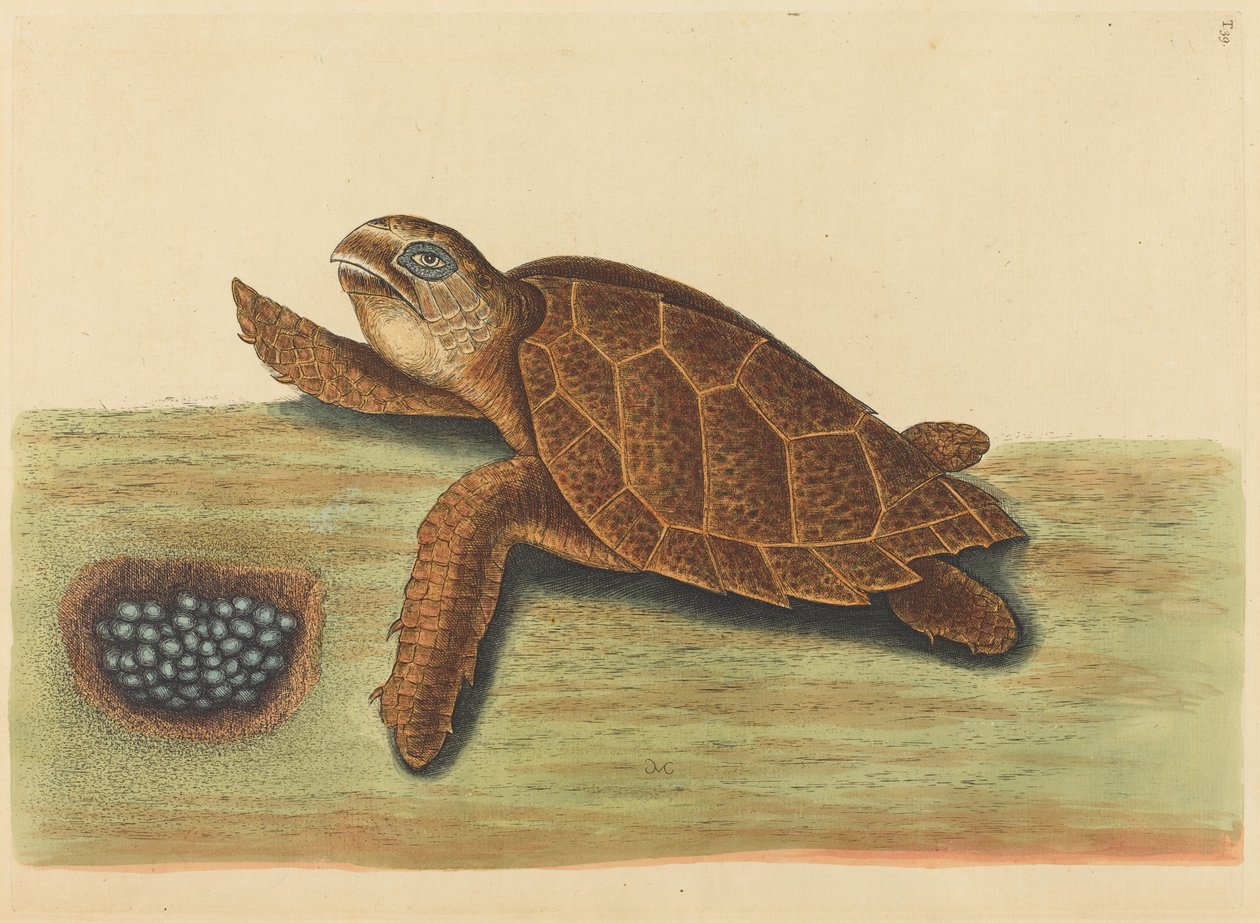La tartaruga embricata Testudo caretta, pubblicato 1731-1743 da Mark Catesby