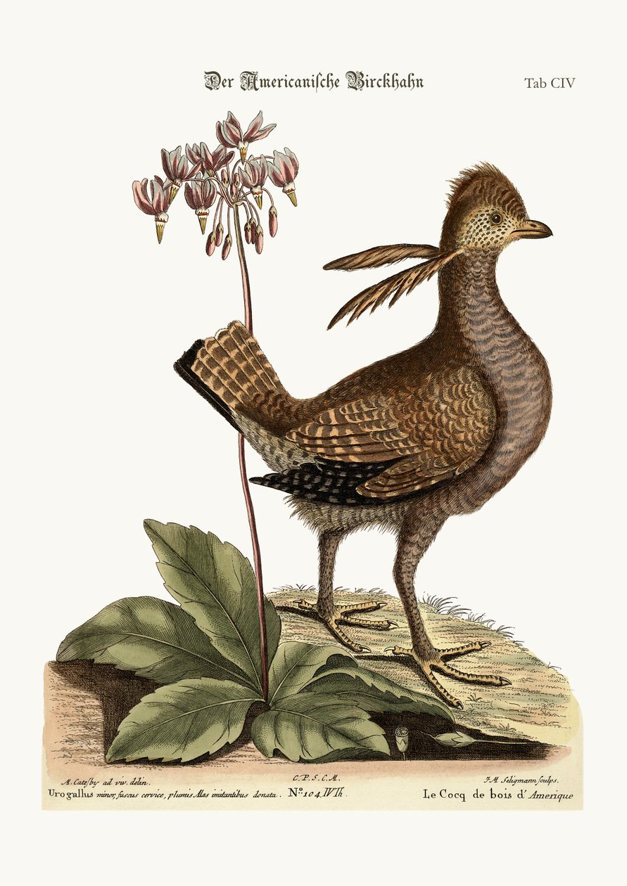 Il gallo cedrone, 1749-73 da Mark Catesby