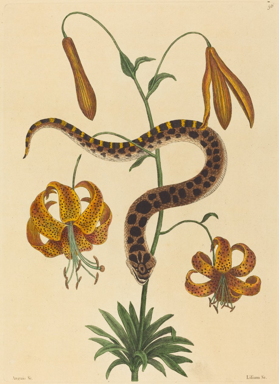 Il serpente a naso di maiale (Boa contortrix) da Mark Catesby