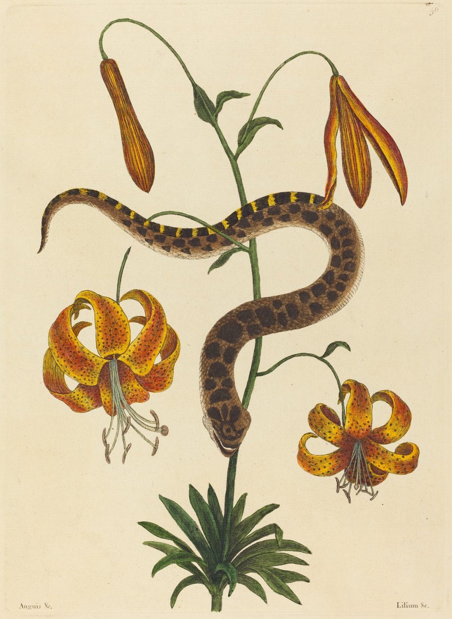 Il Serpente dal Naso di Maiale (Boa contortrix) da Mark Catesby