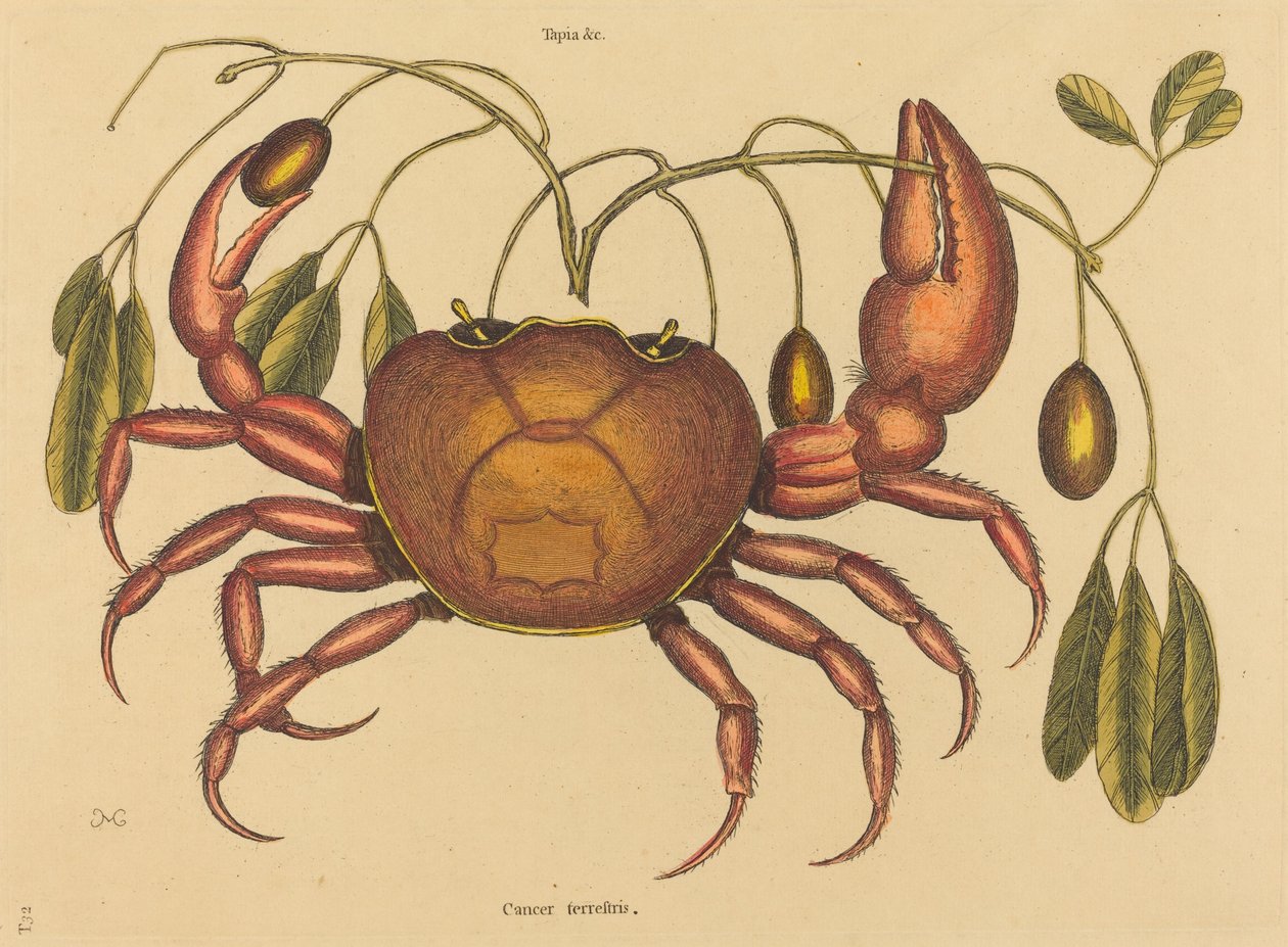 Il granchio terrestre (Cancer ruricola) da Mark Catesby