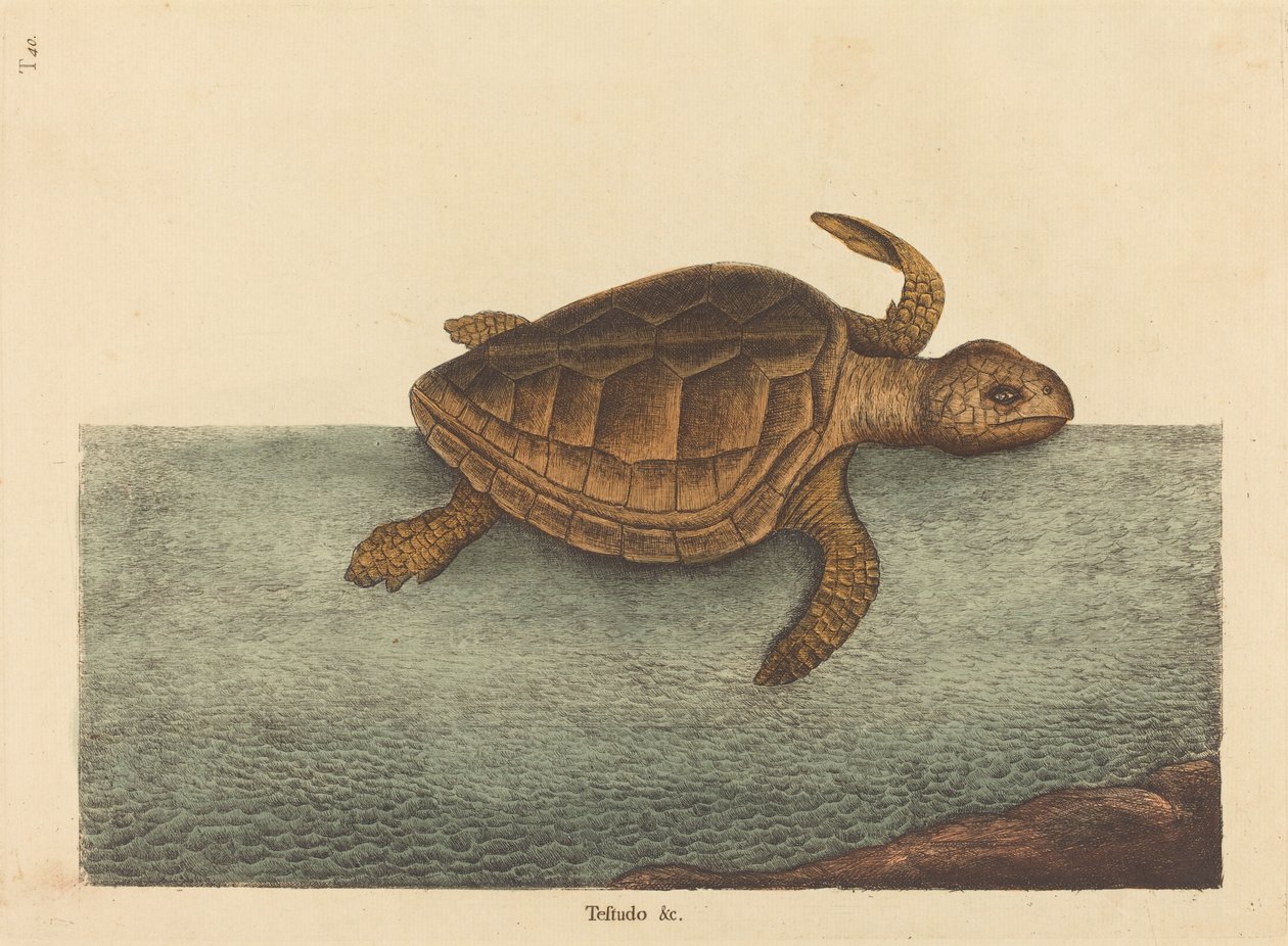 La tartaruga Loggerhead Testudo Cavanna, pubblicato 1731-1743 da Mark Catesby