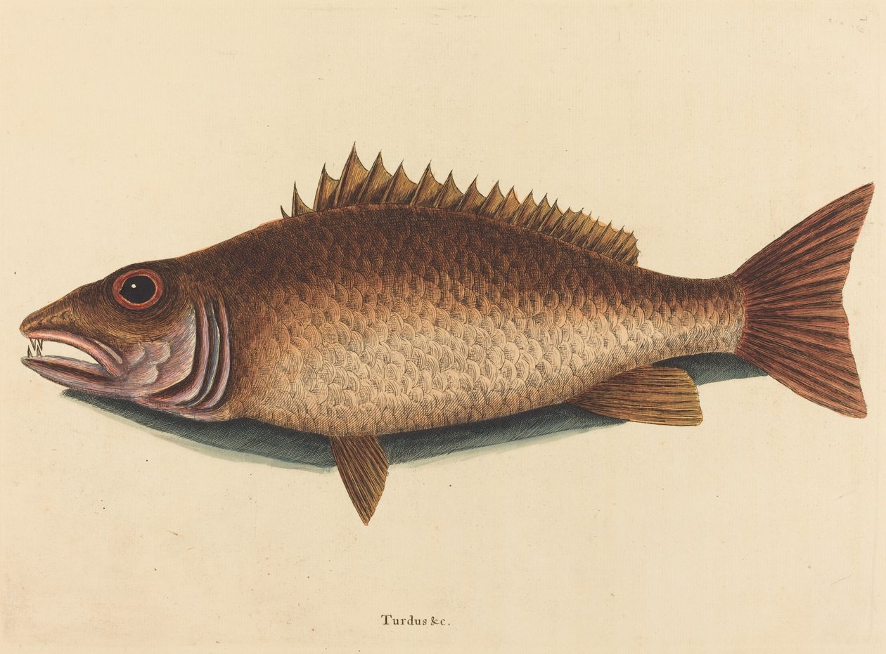 Il Mangrove Snapper (Labrus griseus) da Mark Catesby