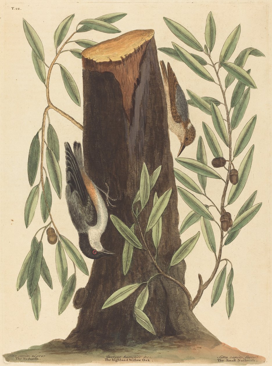Il picchio muratore (Sitta Europaea) da Mark Catesby