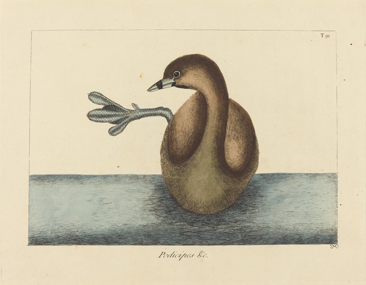 Il Tuffetto (Colymbus podiceps) da Mark Catesby