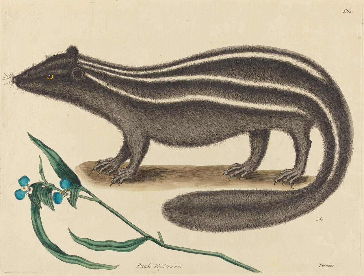 La puzzola (Viverra putorius) da Mark Catesby