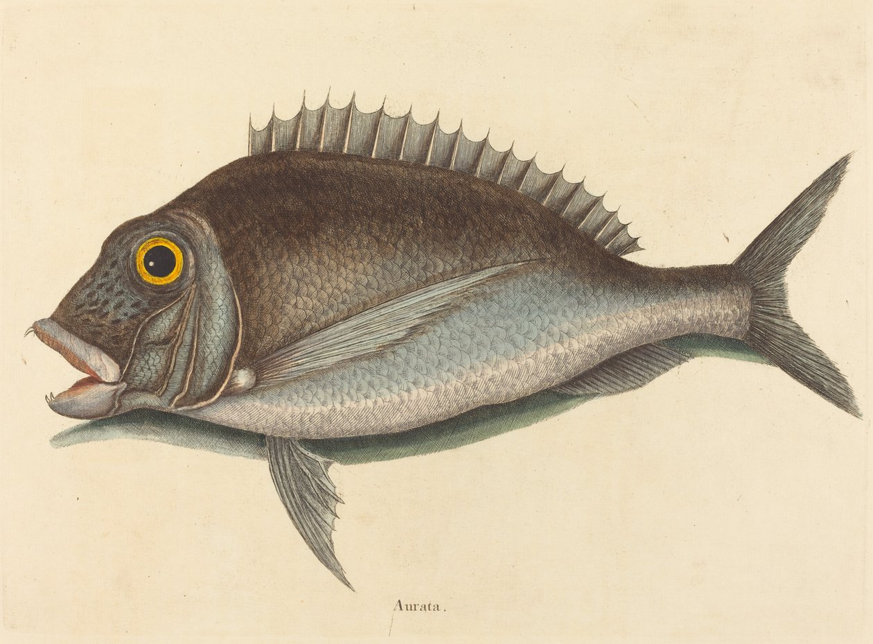 Il Porgy (Sparus chrysops) da Mark Catesby