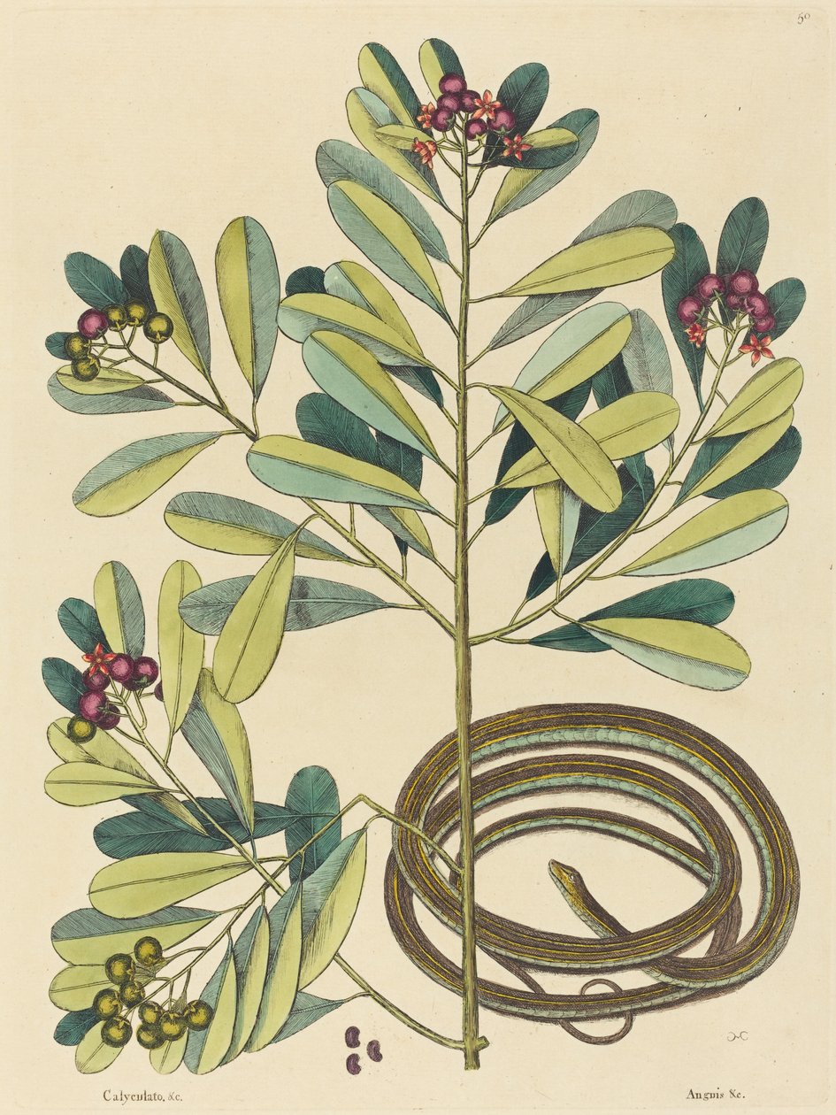 Il serpente a nastro (Coluber saurita) da Mark Catesby