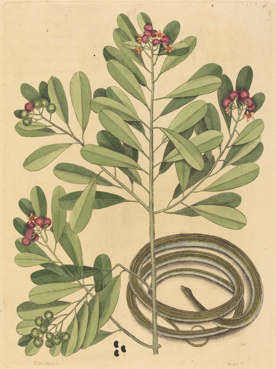 Il serpente a nastro Coluber saurita, pubblicato 1731-1743 da Mark Catesby