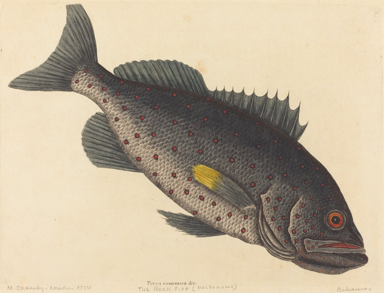 Il pesce roccia Perca venenosa, pubblicato 1754 da Mark Catesby