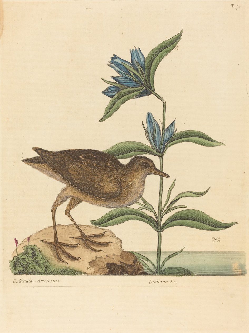 Il Soree (Rallus Virginianus) da Mark Catesby