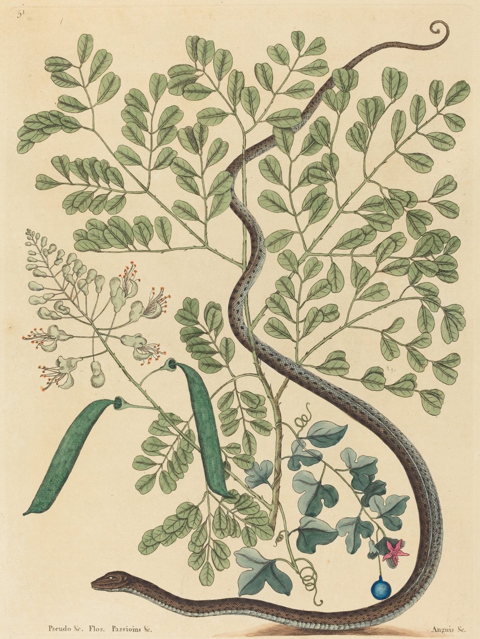 Il serpente a nastro maculato (Coluber nebulosus?) da Mark Catesby