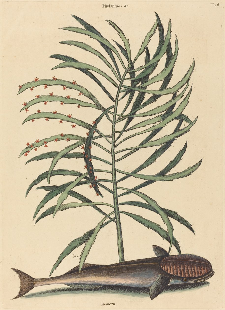 Il pesce succhiante (Echeneis Naucratis) da Mark Catesby