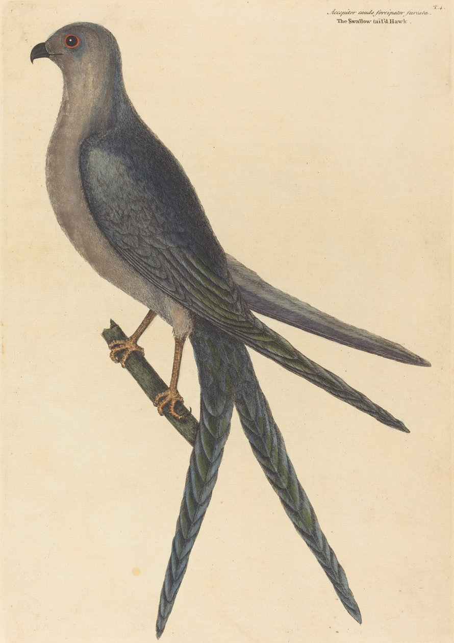 Il falco coda di rondine (Falco furcatus) da Mark Catesby
