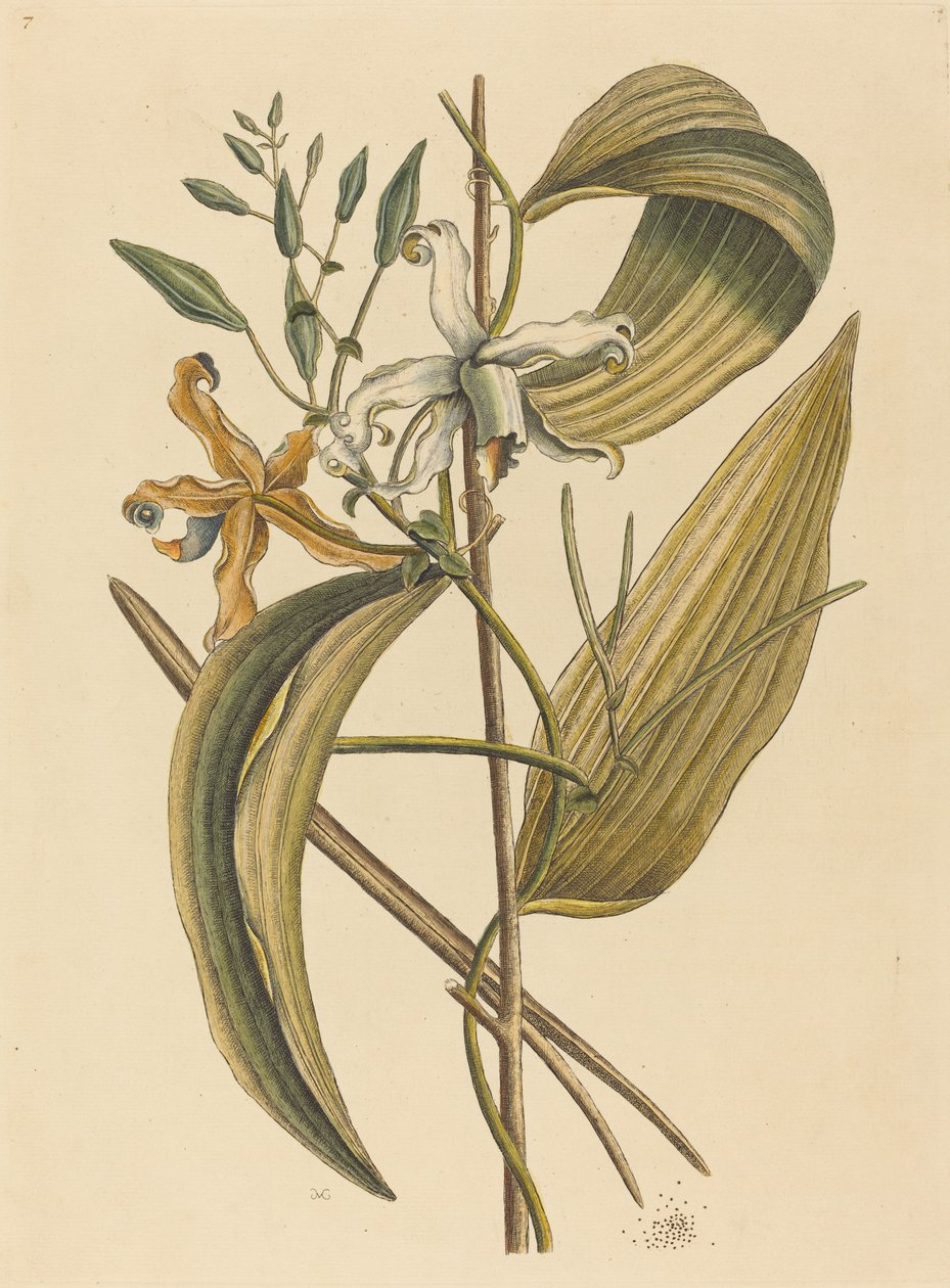 La Vanelloe (Epidendrum Vanilla) da Mark Catesby