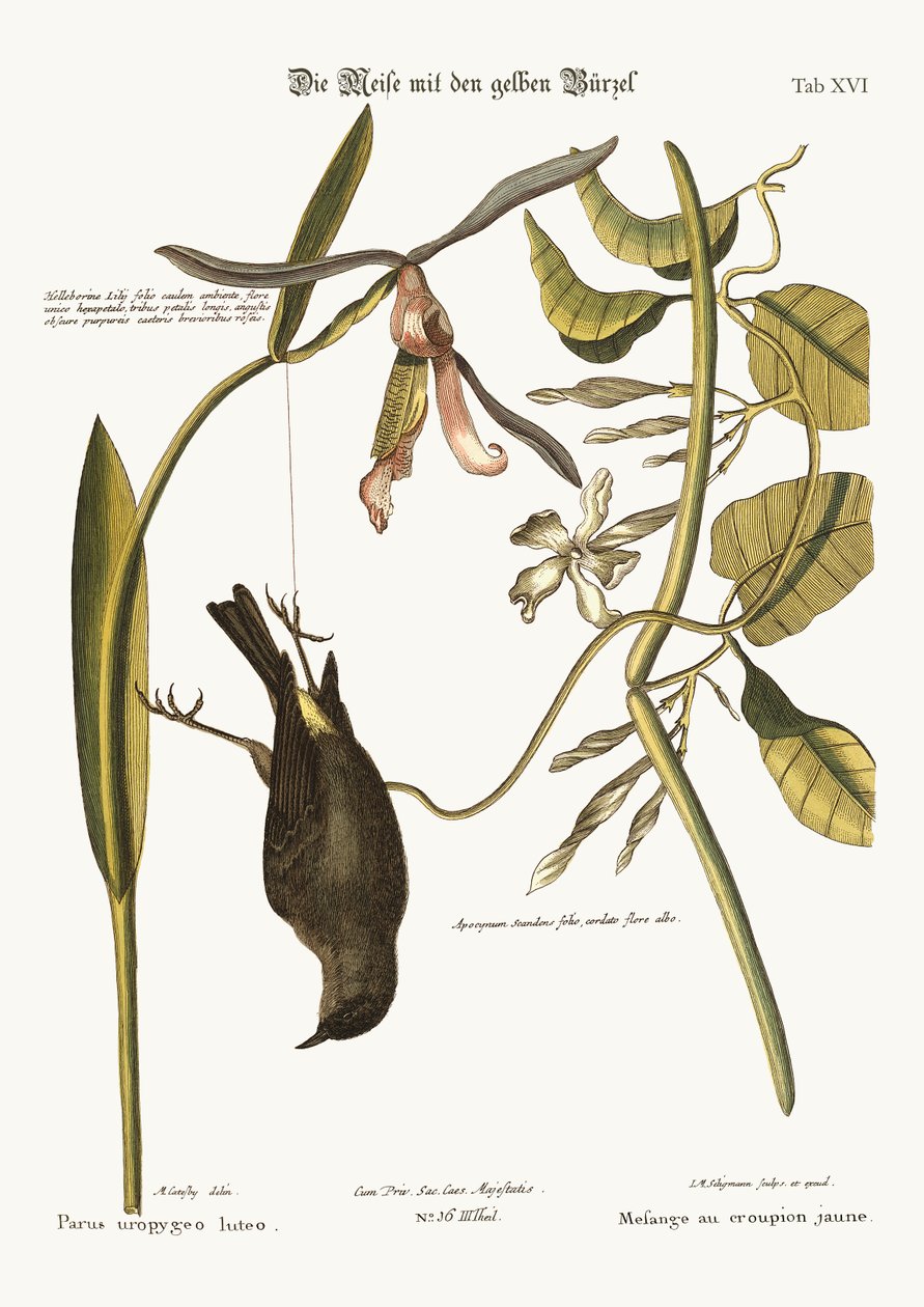 Il giallo-rump, 1749-73 da Mark Catesby