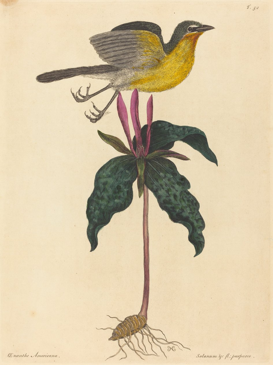 Il chiacchierone dal petto giallo da Mark Catesby