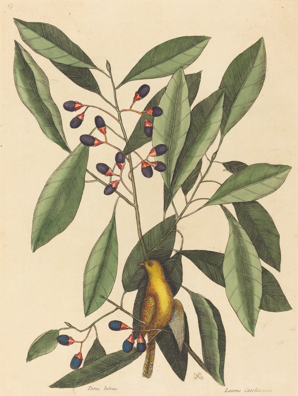 La cincia gialla (Motacilla trochilus) da Mark Catesby