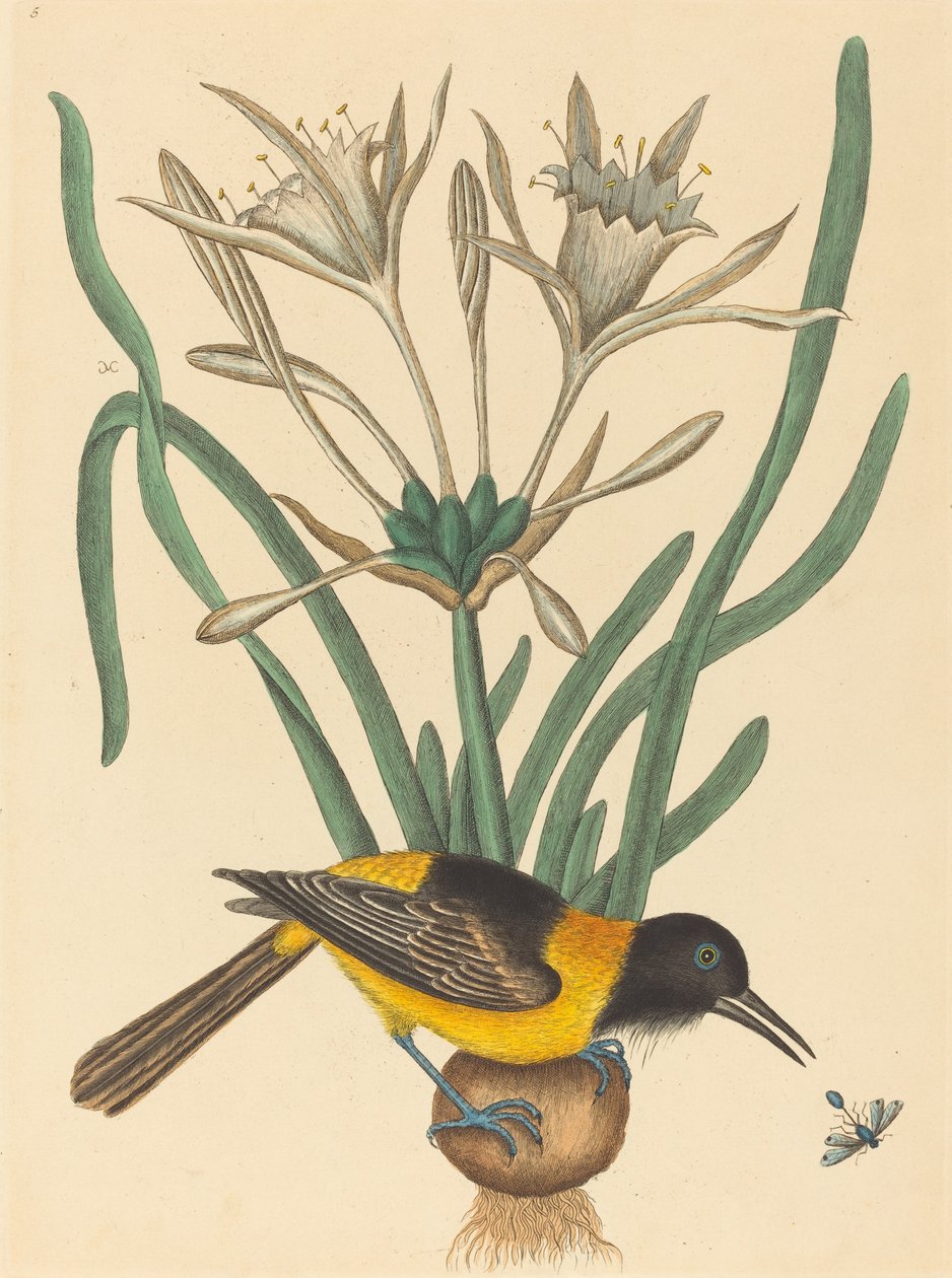 Il Pye Giallo e Nero (Oriolus Icterus) da Mark Catesby