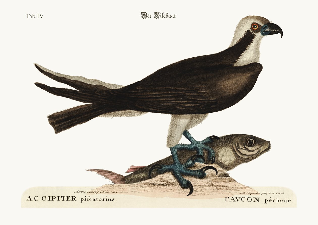 Il falco pescatore, 1749-73 da Mark Catesby