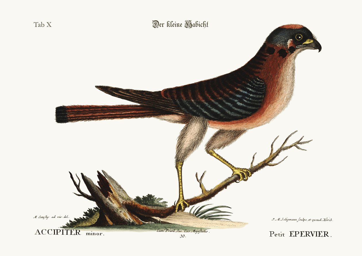 Il piccolo falco, 1749-73 da Mark Catesby