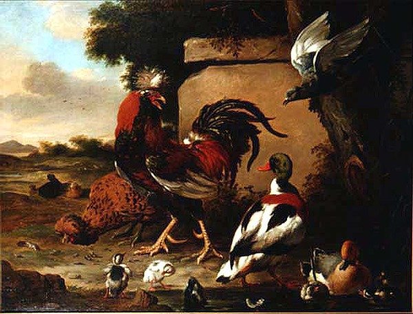 Gallo con anatre, anatroccoli e piccione da Marmaduke Craddock