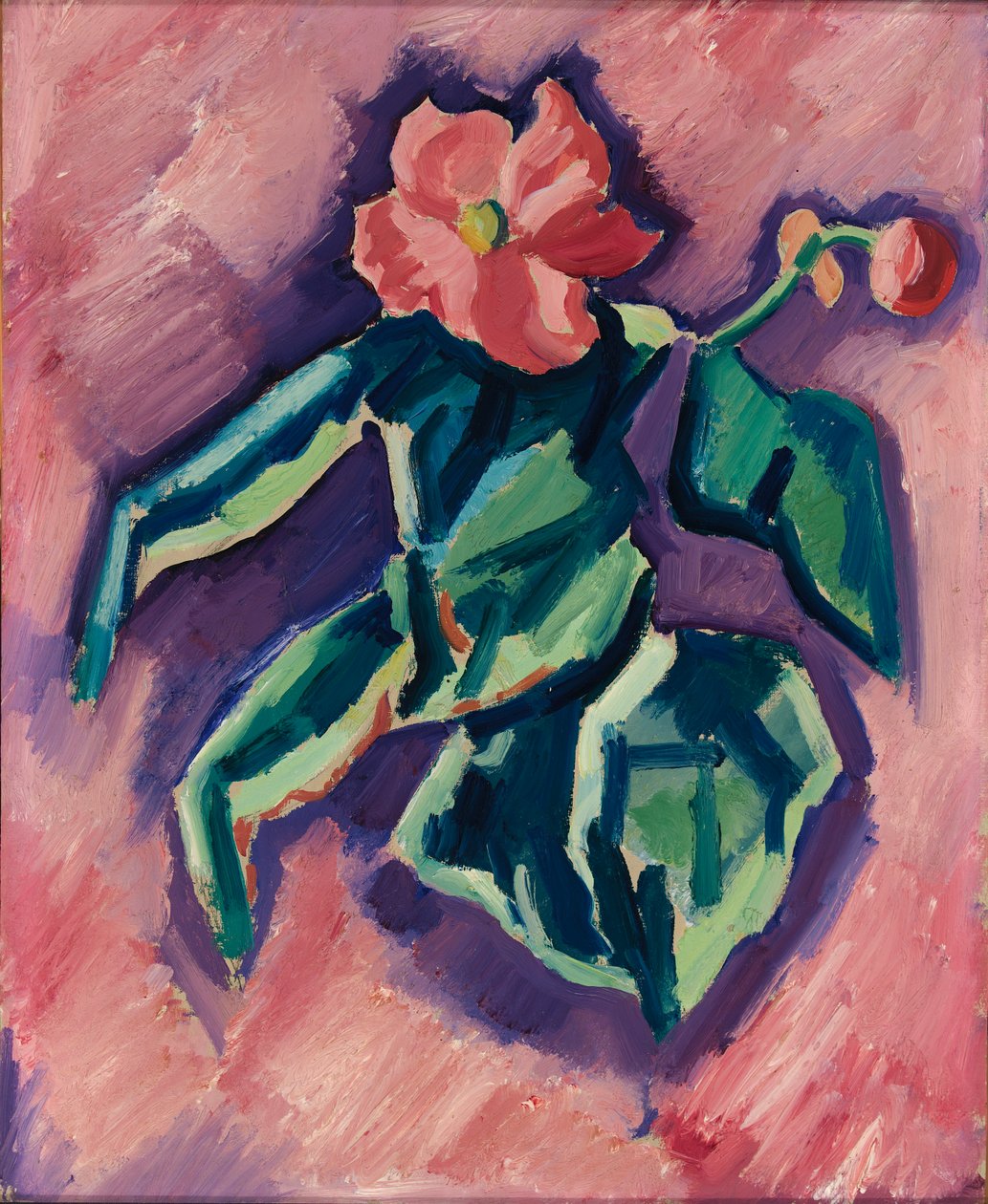 Begonie rosa, 1928-1929 da Marsden Hartley