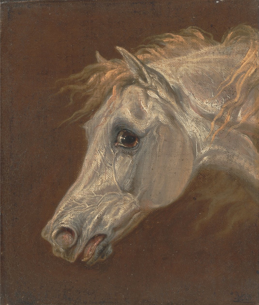 Testa di un cavallo arabo grigio da Martin Theodore Ward