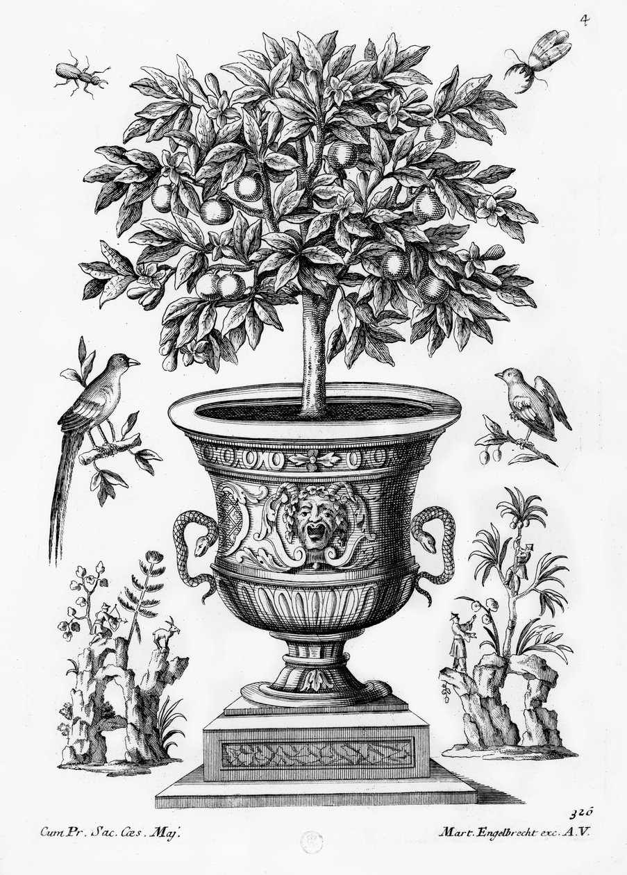 Alberi di agrumi, c.1735 da Martin Engelbrecht