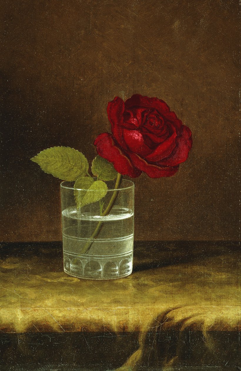 Una Rosa Rossa da Martin Johnson Heade