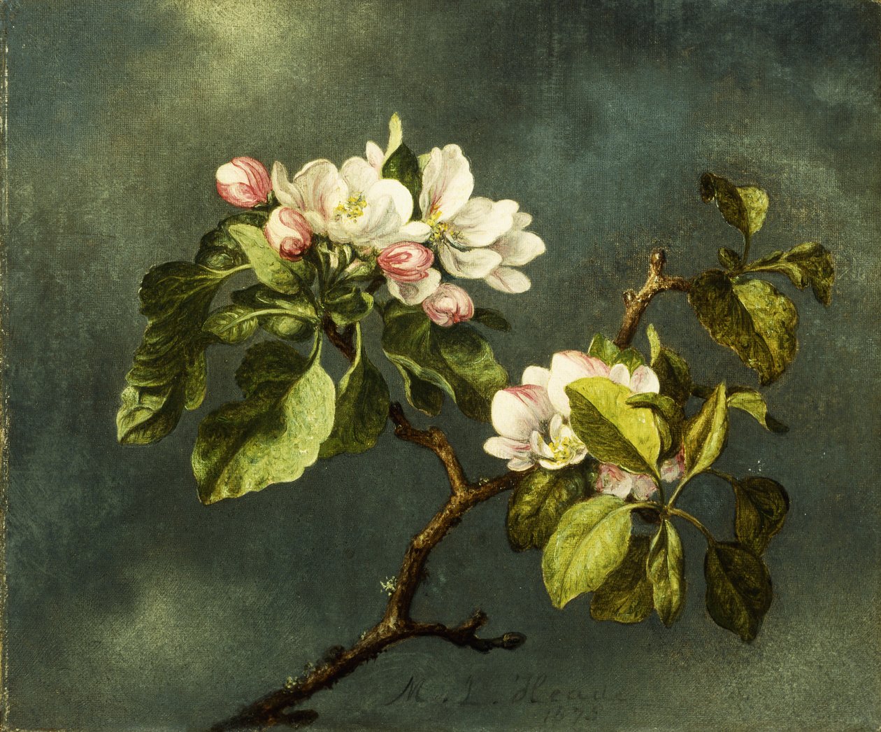 Fiori di melo da Martin Johnson Heade