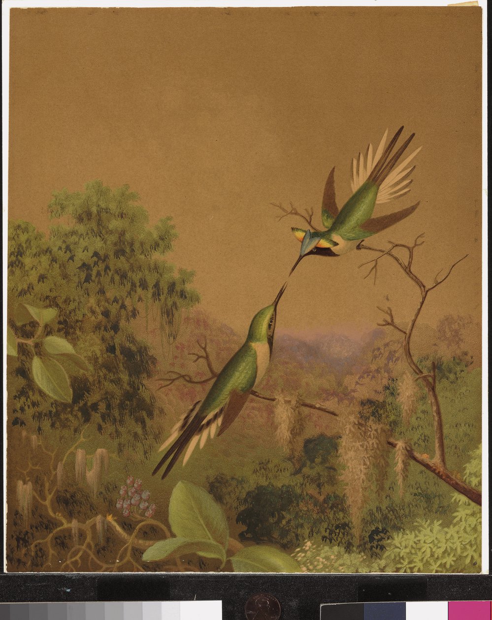 Colibrì brasiliani IV da Martin Johnson Heade