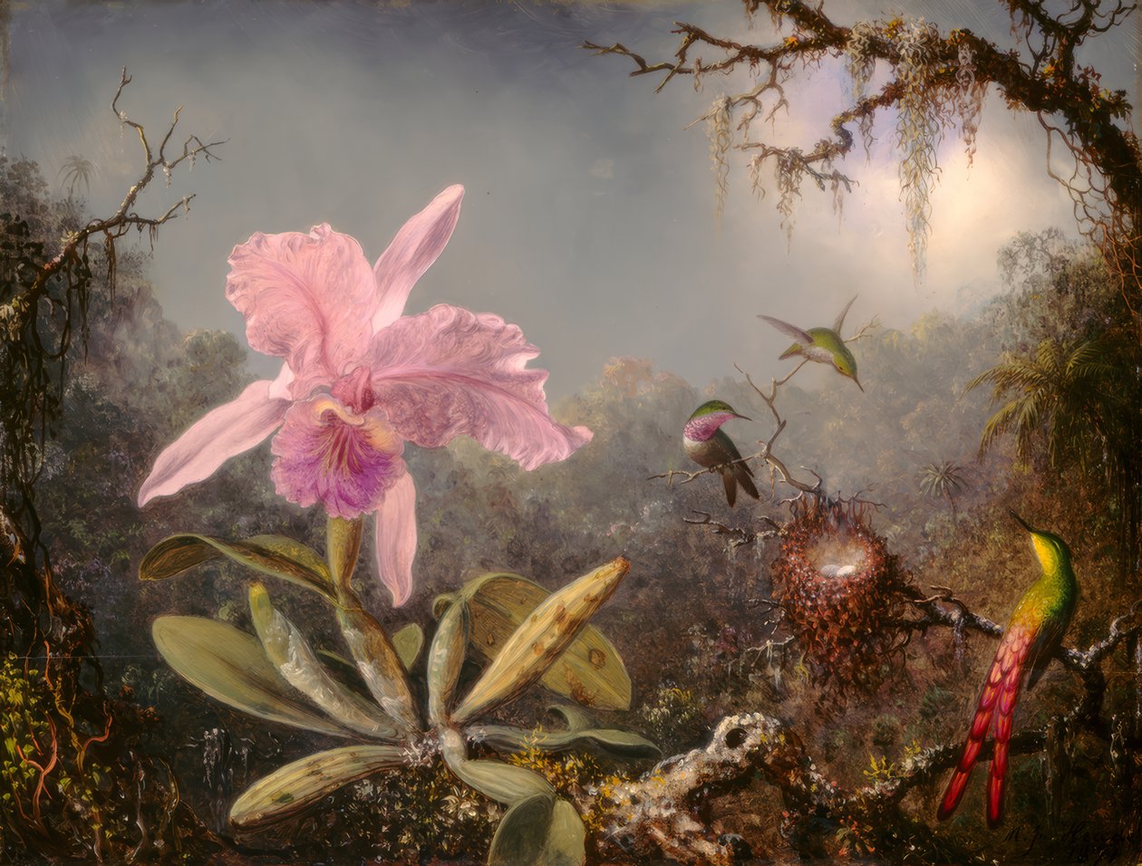 Orchidea Cattleya e tre colibrì da Martin Johnson Heade