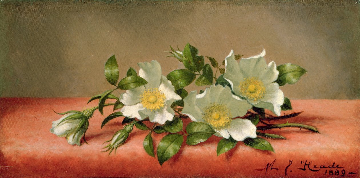 Rose Cherokee, 1889 da Martin Johnson Heade