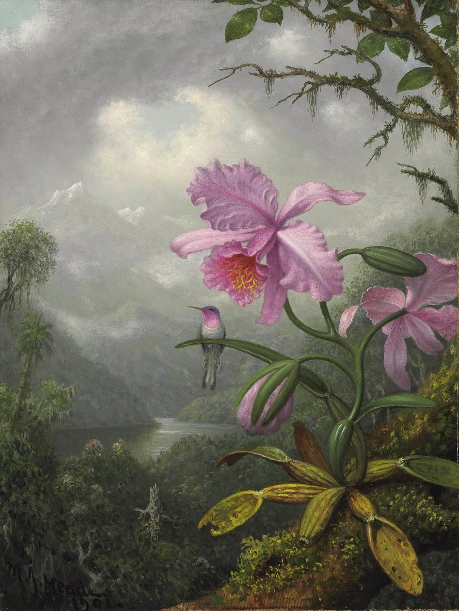 Colibrì appollaiato sulla pianta di orchidea da Martin Johnson Heade