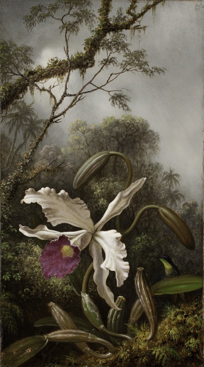 Colibrì con orchidea bianca, 1875-1885 da Martin Johnson Heade
