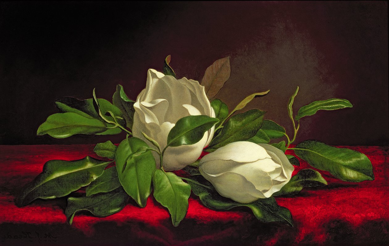 Magnolia da Martin Johnson Heade